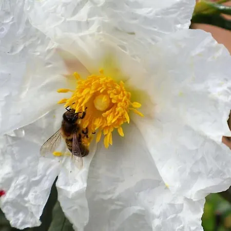 T1 In Near Alfamar Διαμέρισμα *