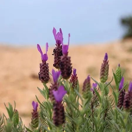 T1 In Near Alfamar *